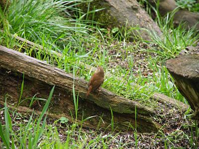 u34/davecthomson/medium/41365397.wren2.jpg