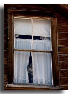 Cat in the Window, Bodie