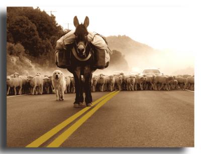 Mule, Dog and Sheep on the March