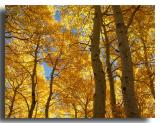 Aspen Grove, June Lake Loops