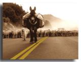 Mule, Dog and Sheep on the March