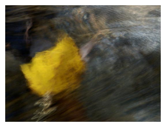 Aspen Leaf in the Creek