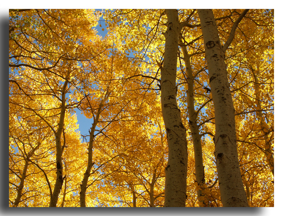Aspen Grove, June Lake Loops