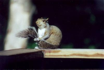 squirrel2.jpg