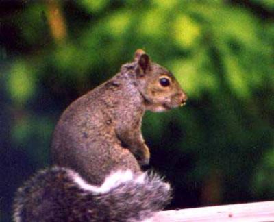 squirrel3.jpg