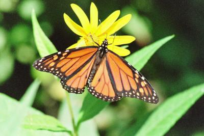 Monarch.jpg