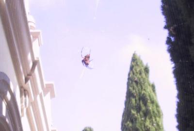 Spider 2.jpg
