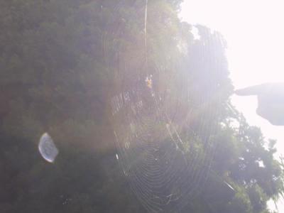 Spiderweb 1.jpg