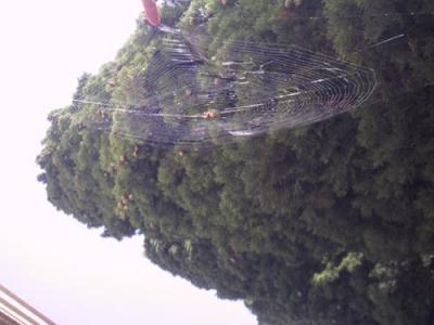 Spiderweb.jpg