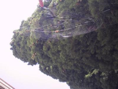 u34/davronb/medium/22419929.Spiderweb.jpg