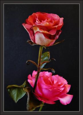 pink rose and yellowpink rose1.jpg