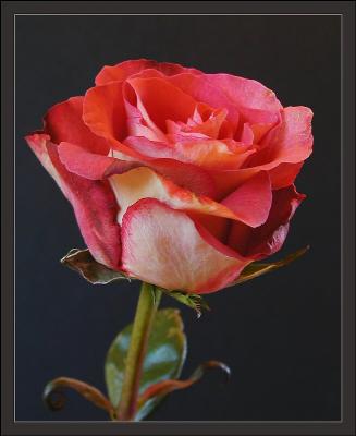 pinkish red and yellow rose with border1.jpg