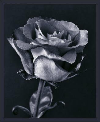 pinkish red and yellow rose in BW with borderRR1.jpg