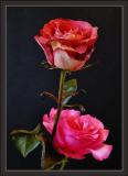 pink rose and yellowpink rose1.jpg