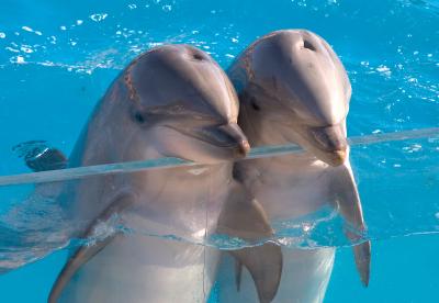 dolphinsSW.jpg