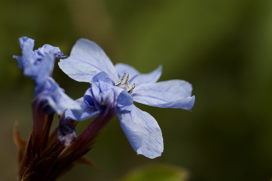 Little blues