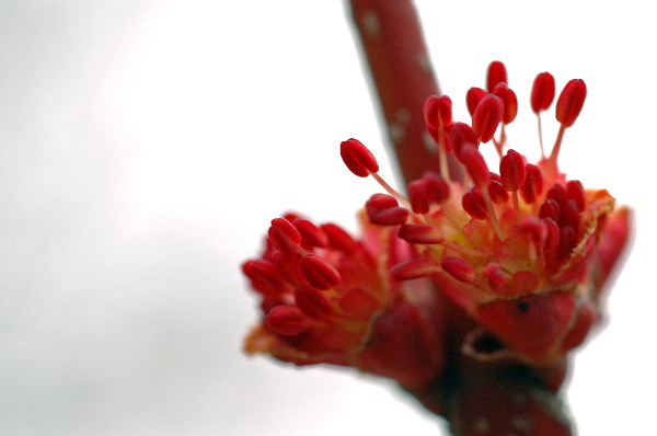 Red maple