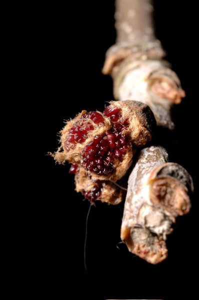 Ash buds or berries?
