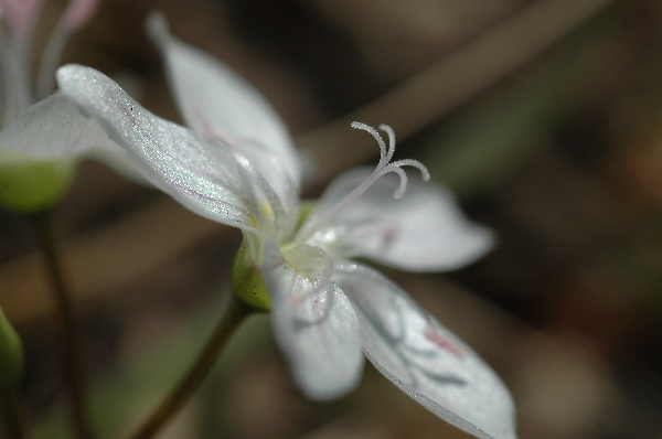 Spring beauty