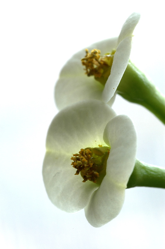 Euphorbia