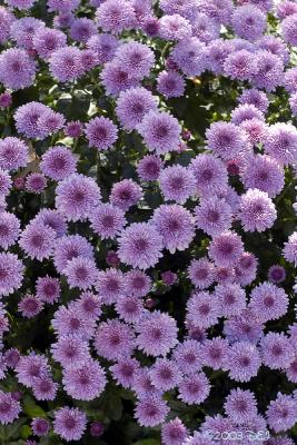 backyard flower1.jpg