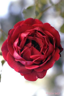 Backyard Rose.jpg