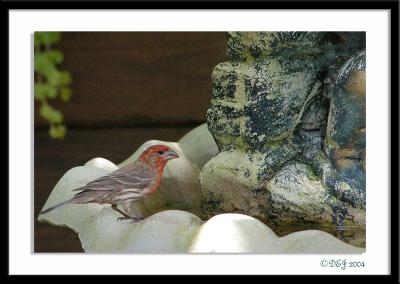 DSC_2627-a.jpg