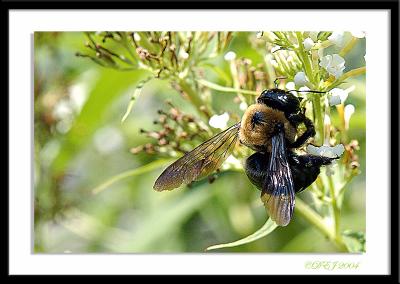 DSC_0007-a.jpg