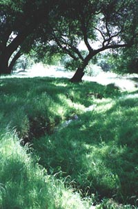 Cap's Ravine