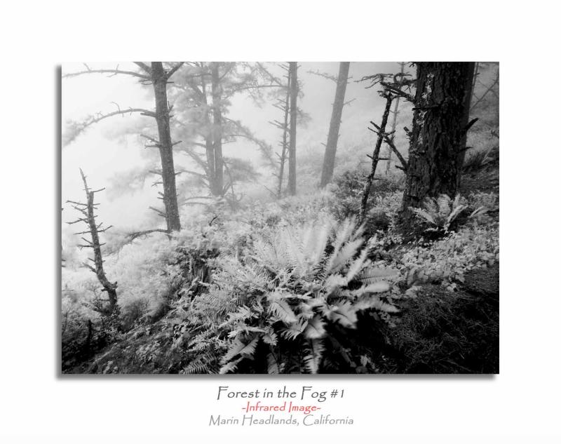 Forest in the Fog #1