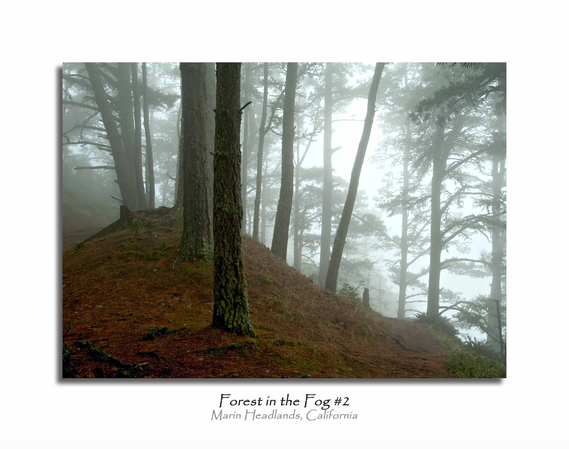 Forest in the Fog #2