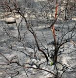 After fire, Temecula, CA