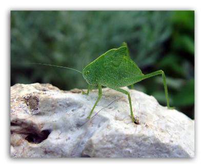 Katydid