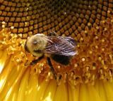 Sunflower Bee