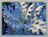 Dusty Miller