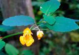 Jewelweed