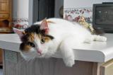 One of the adopted cats