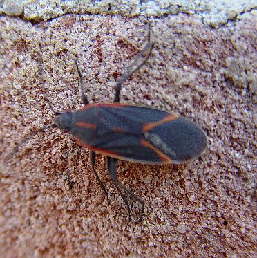 Box Elder Bug