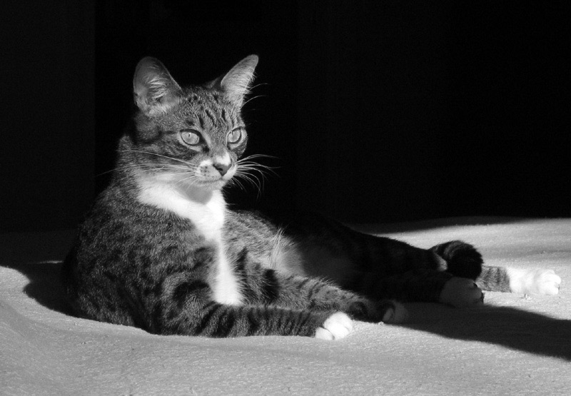 Dignity