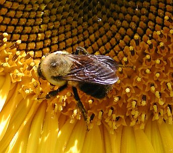 Sunflower Bee