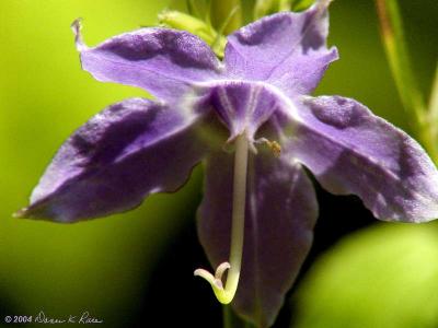 Tall Bellflower