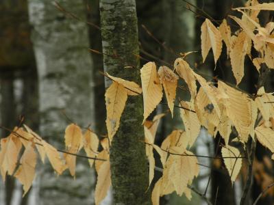 BEECH LEAFS HOLD ON THRU THE WINTER.............DSCN0769.JPG