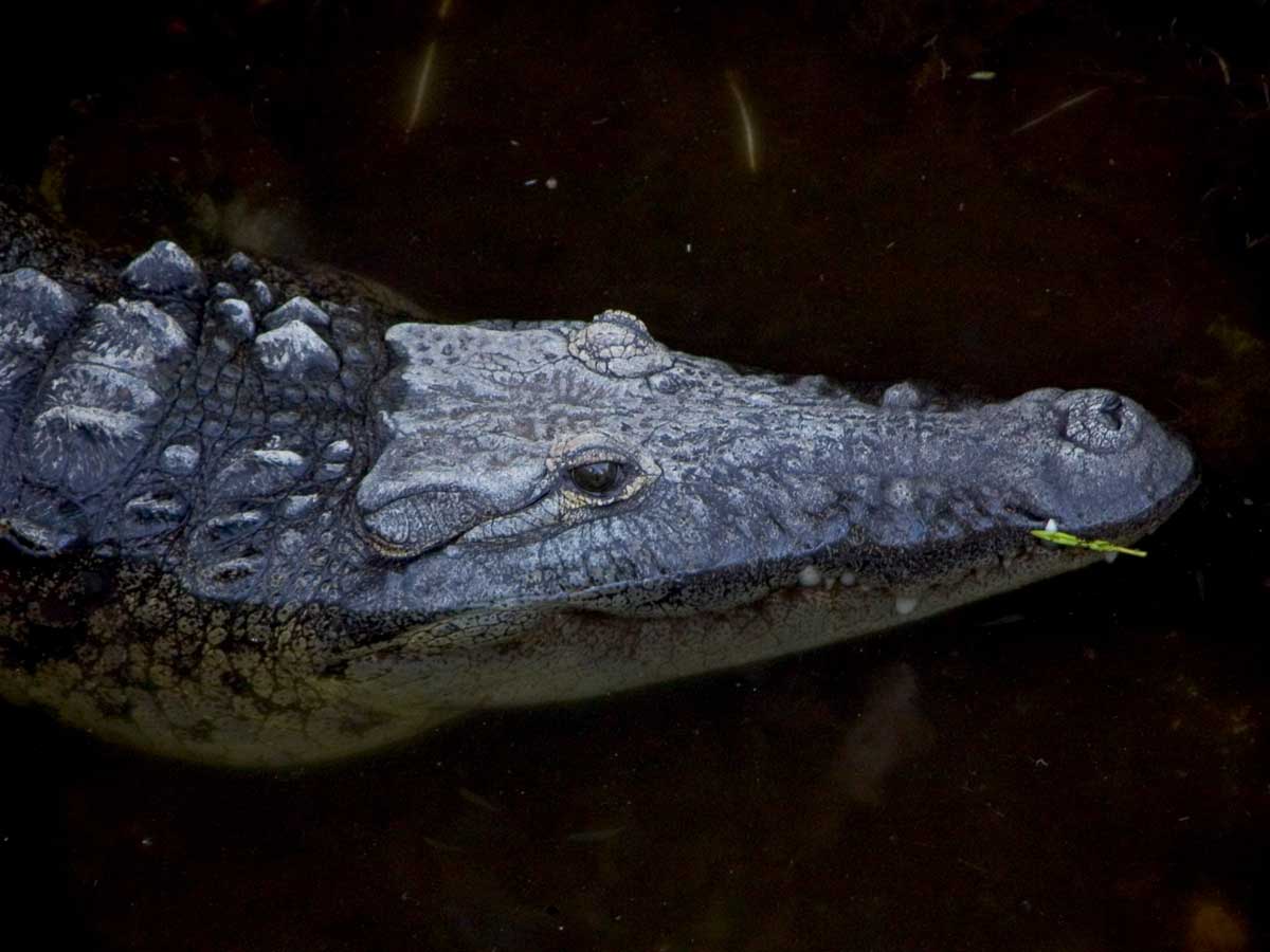 Cancuns crocodiles (primarily American crocodiles, Crocodylus acutus) are a mostly non-aggressive species.