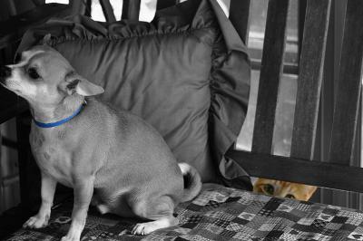 Boo being stalked.