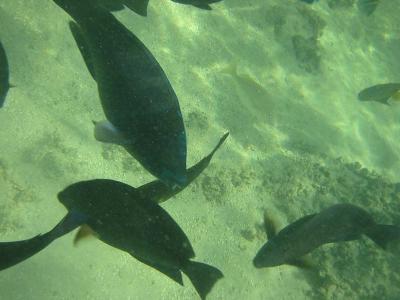 IMG_2112.jpg