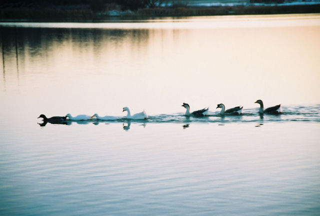 Got My Ducks In A Row