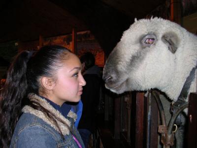 Nicole + Sheep