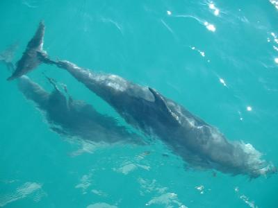 Bottlenose Dolphin (with calf), Bay of Islands