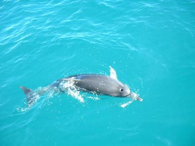 Bottlenose Dolphin, Bay of Islands, Paihia