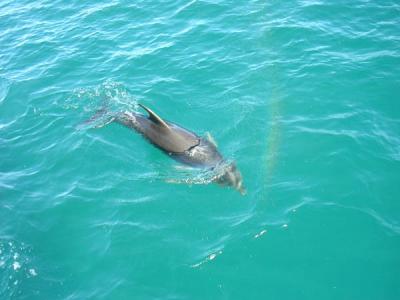 Bottlenose Dolphin, Bay of Islands, Paihia